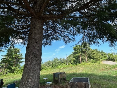 🌲鳥取・三朝温泉高原  松の収穫見学＆森のピクニックリトリート（1泊2日）