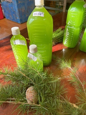 🌲鳥取・三朝温泉高原  松の収穫見学＆森のピクニックリトリート（1泊2日）