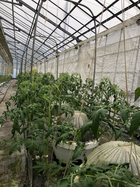 島あそび体験①(野菜収穫体験)_瀬戸内プログラム_ポケマルおやこ地方留学2025夏