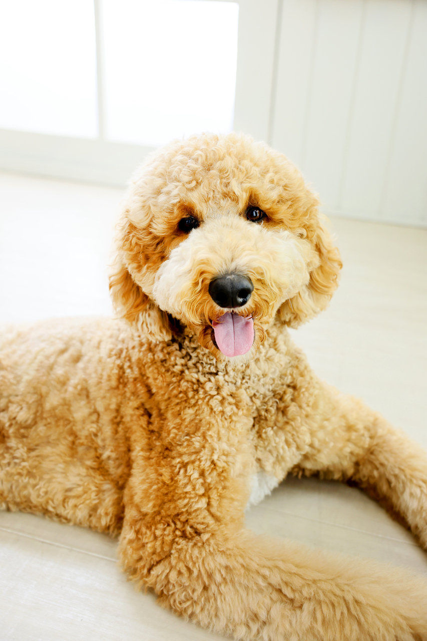 【限定開催】ペットフォトイベント🐶🐱