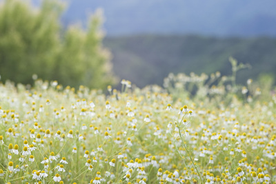アロマフットケアはこちら