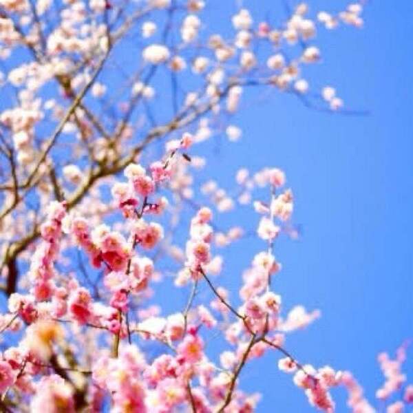 2月4日　立春の瞑想会　梅の咲き始める頃に