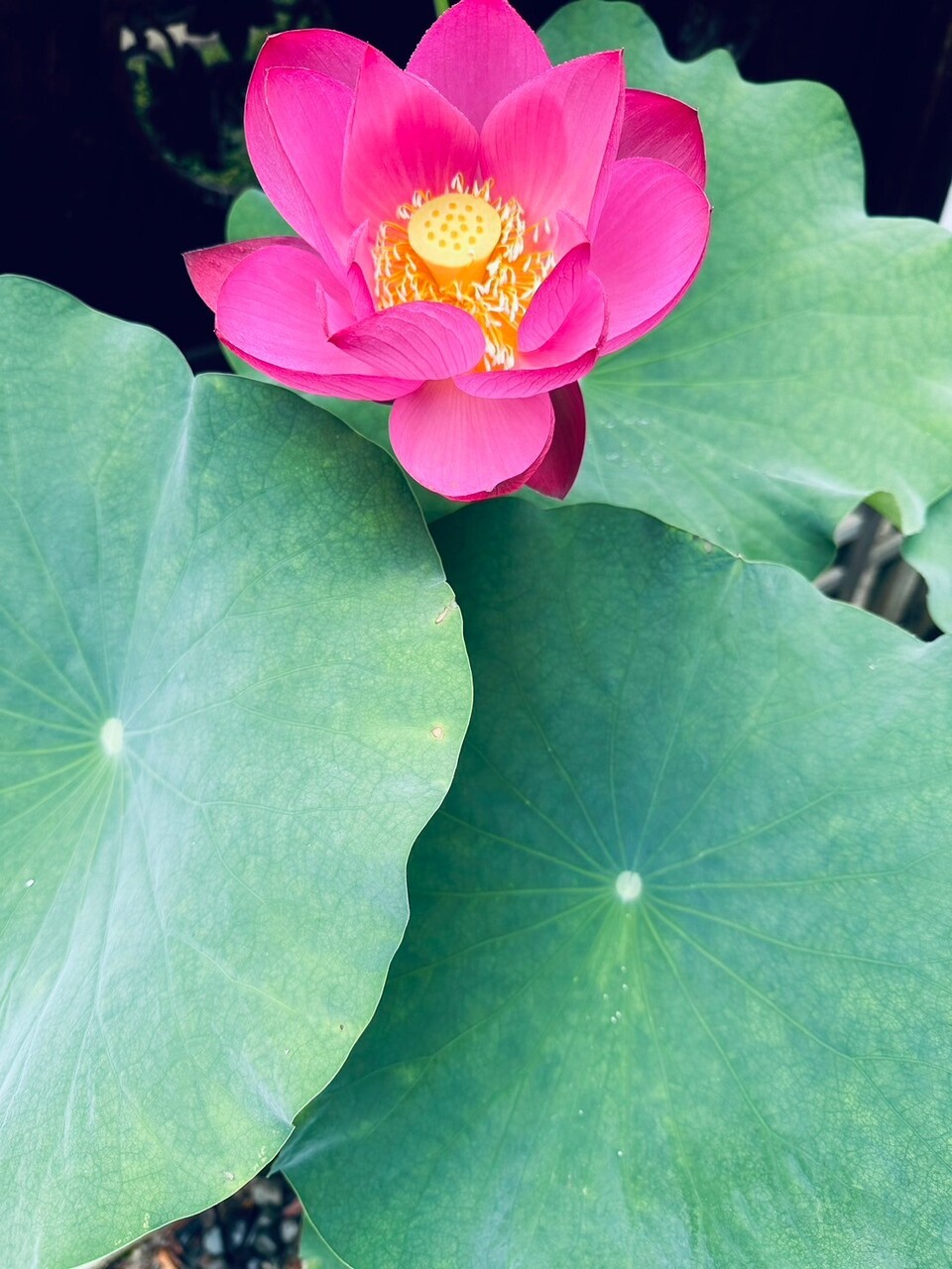 【ワークショップ】仏教xヨーガxコーチング