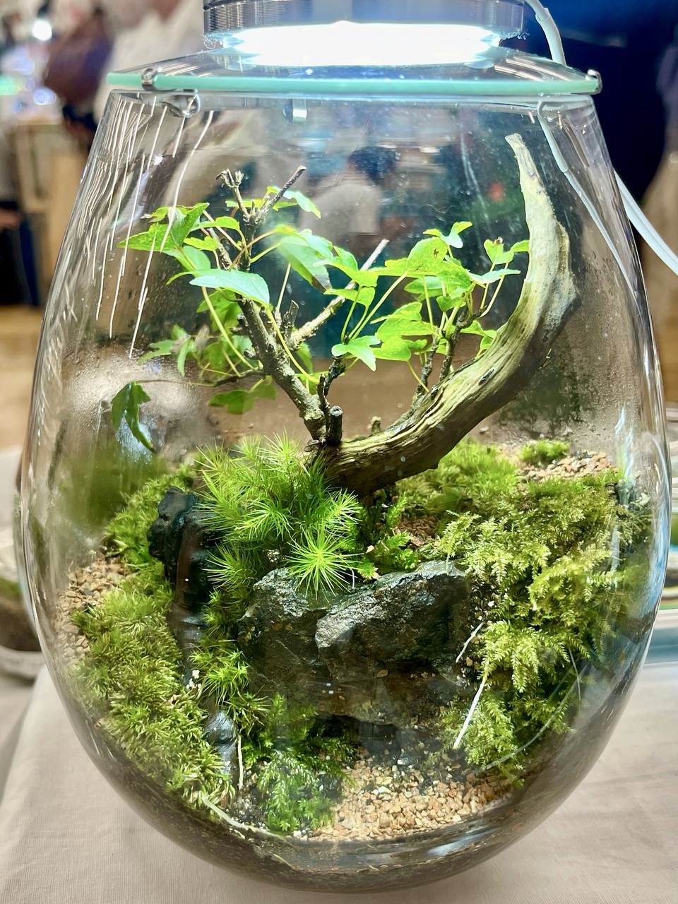 【博多阪急】テラリウム盆栽の作成ワークショップ〈The Only One〉