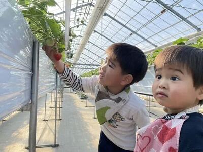 🍓日中いちご狩り アグベリー🍓【即日予約OK】最大4品種を"60分間"食べ放題＆練乳付！区画制限なし👨‍👩‍👧‍👦