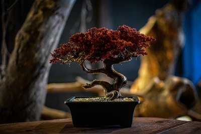 【阪急うめだ本店】世界に一つだけの『再生盆栽アート』を作ろう！