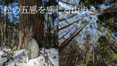 ＜春の山菜摘み企画＞長野ウェルネス松リトリート