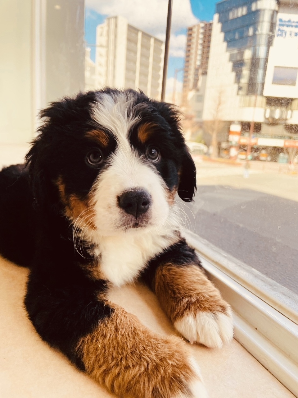 【平日予約】もふもふタイム 60分《1ドリンク付き》