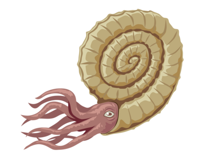 探Labブース 特大！約4センチ アンモナイトを発掘しよう！