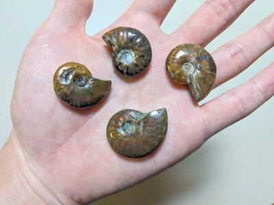 探Labブース 特大！約4センチ アンモナイトを発掘しよう！