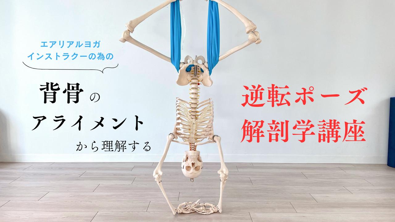 【4/29開催】エアリアルヨガインストラクターの為の逆転解剖学講座 （オンライン開催）