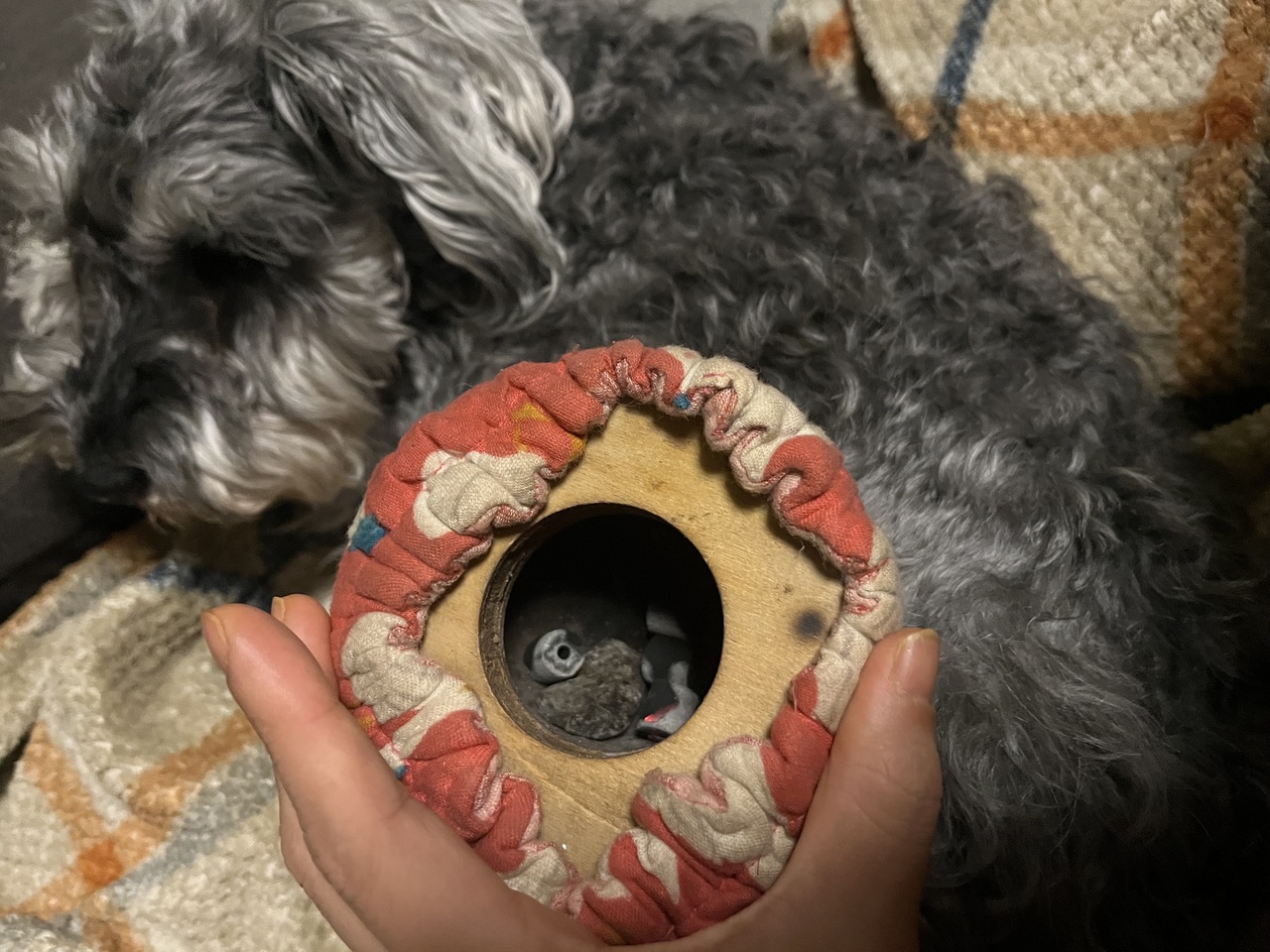 わんこニャンコケアサロンprunelle 