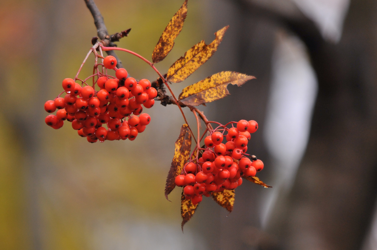 【文化講座】10/11原和人先生の俳句教室