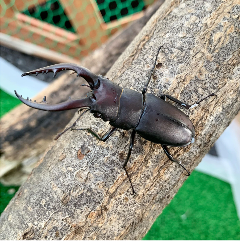 【大田区蒲田】クワガタキャッチ｜2024年8月17日(土)