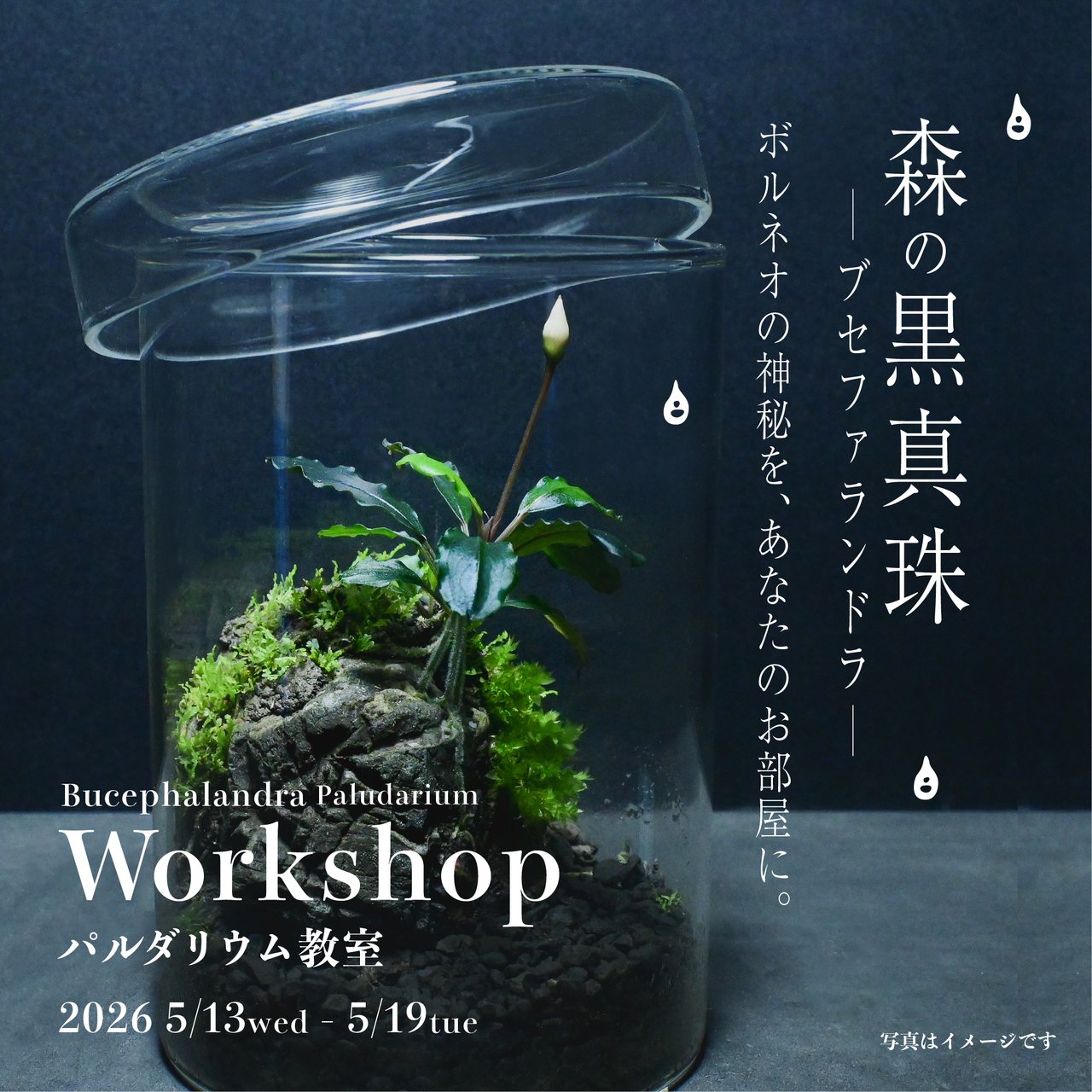 【阪急うめだ本店】初めてのパルダリウム「森の黒真珠」体験教室