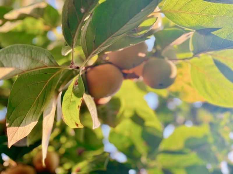 日刊工業新聞社_インフルエンザワクチン接種予約申し込みサイト2025