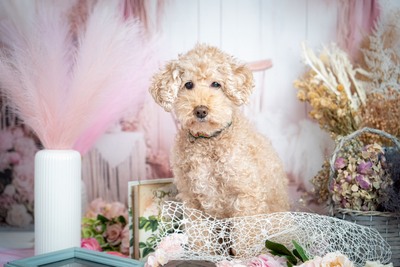 【今ならお得なキャンペーン実施中！】モニター撮影♪　なんと通常価格の6０％FF！！