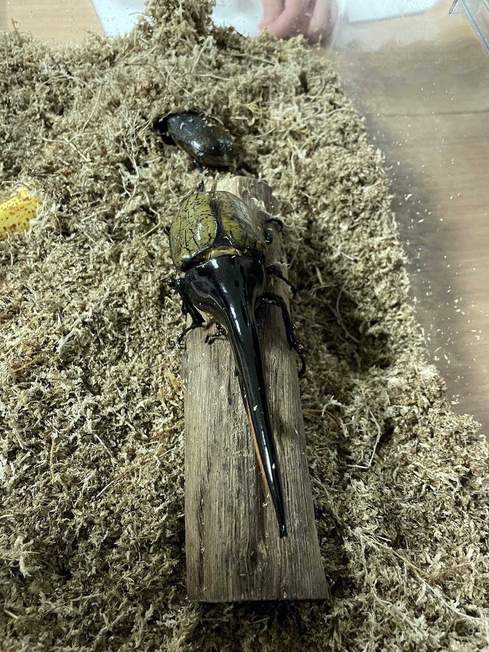 目指せ!昆虫博士! 7月20日(日) 第三部(未就学児と保護者) 14:00~15:00