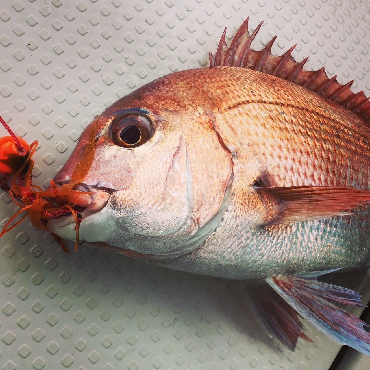 タイラバ・ライトジギング近場半日便