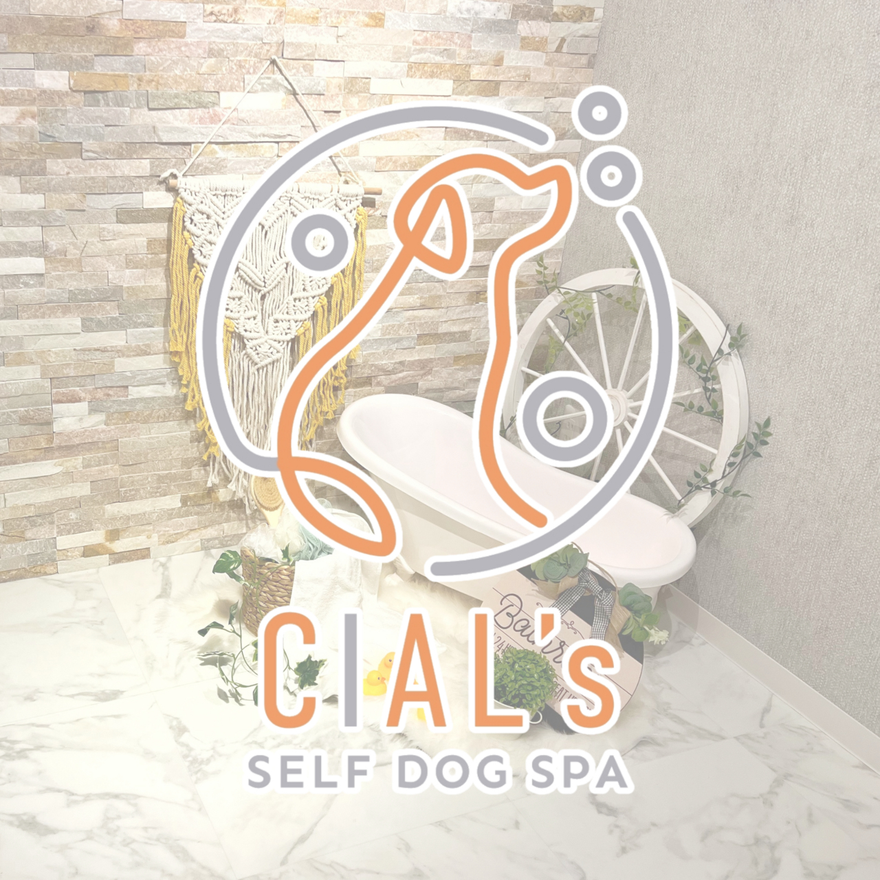 セルフドッグスパ&スタジオ シャルズ