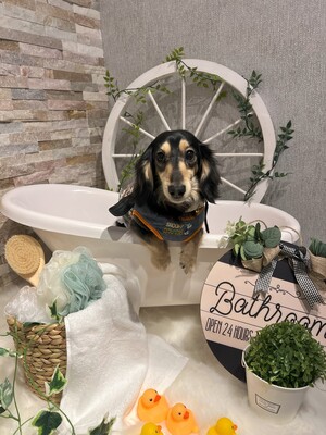 セルフドッグスパ＆スタジオ　シャルズ 