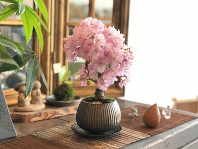 【東京・練馬】墨と木の美しさを風景に…インテリア書道と情景盆栽　5/23(土)