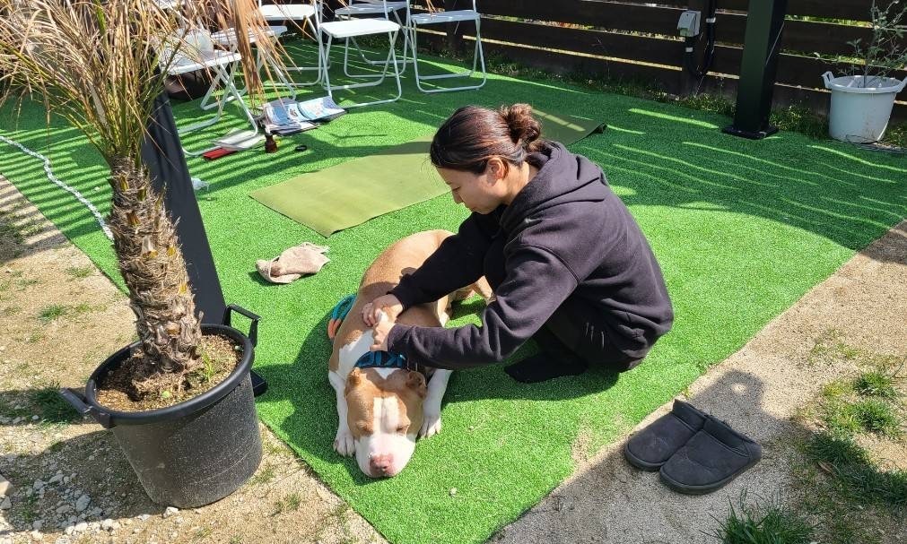 マッサージandエクササイズ付きドッグラン