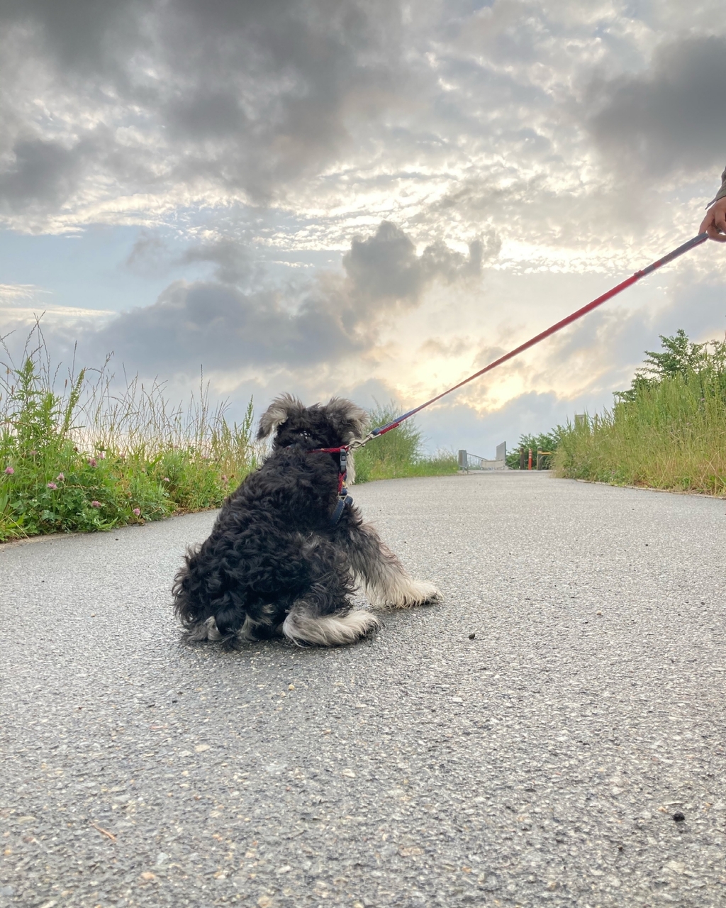 ワントレカフェ【しつけ教室】グループレッスン