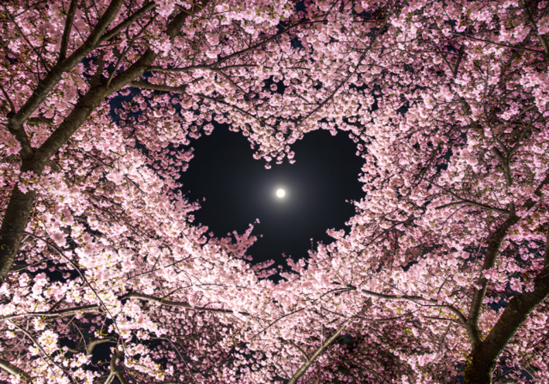 アニマルリーディング受付予約【お星さまセッション】