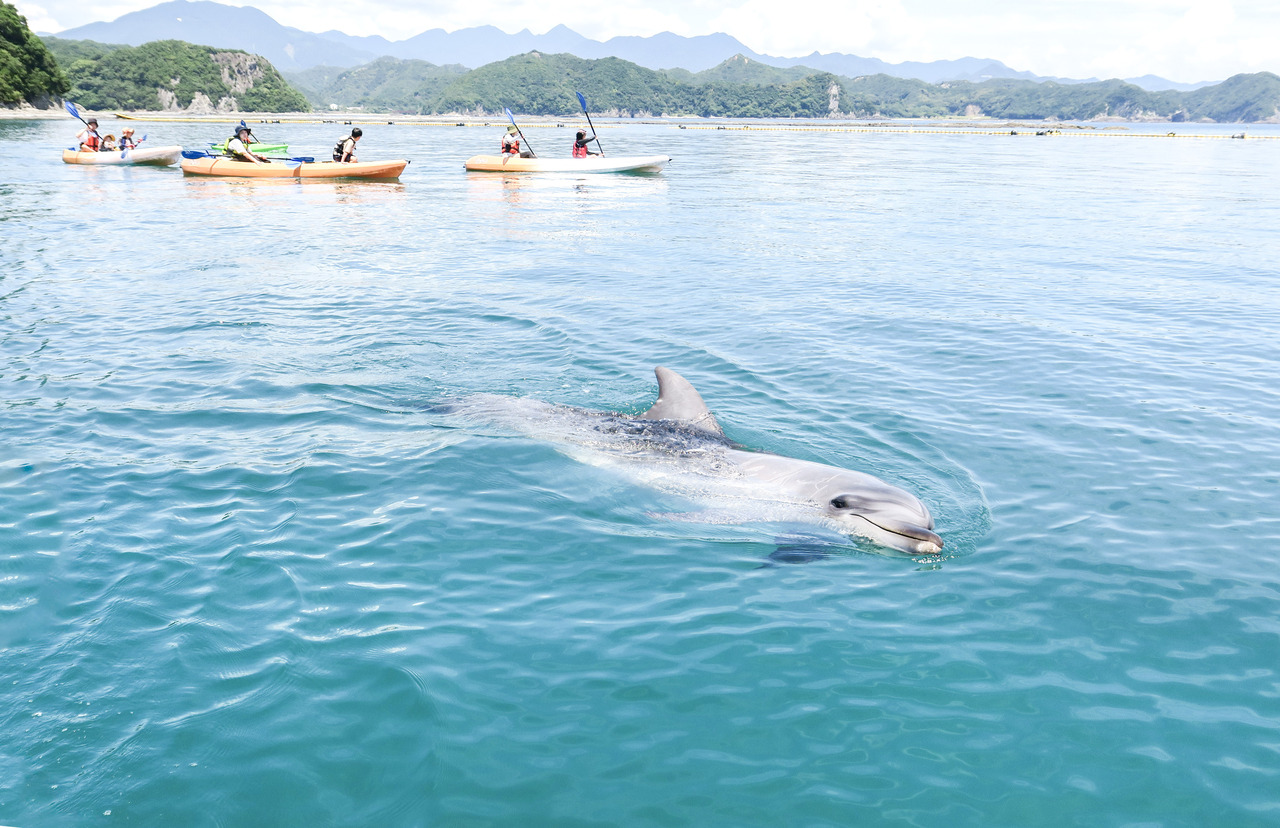 イルカとシーカヤック体験(太地町-第3日程)_和歌山プログラム_ポケマルおやこ地方留学2025夏
