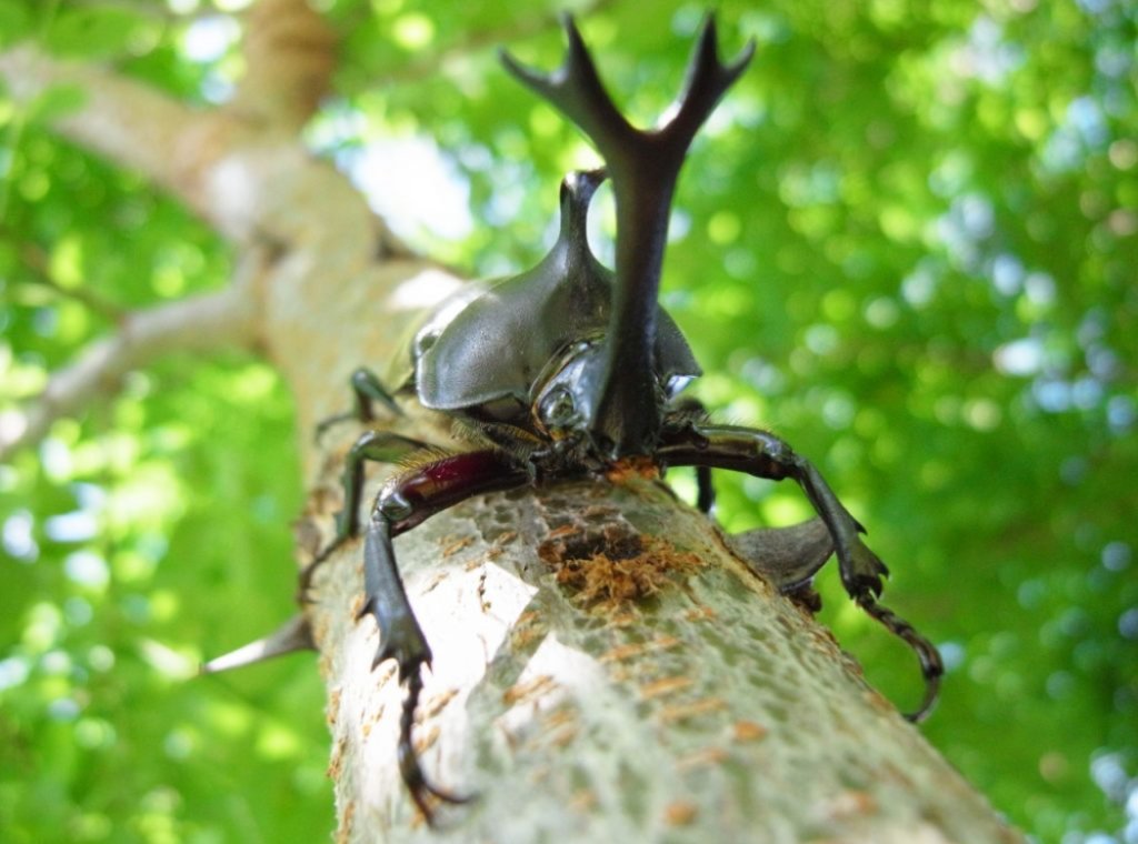 【北区王子】カブトムシゲット｜2025年7月21日(月祝) 
