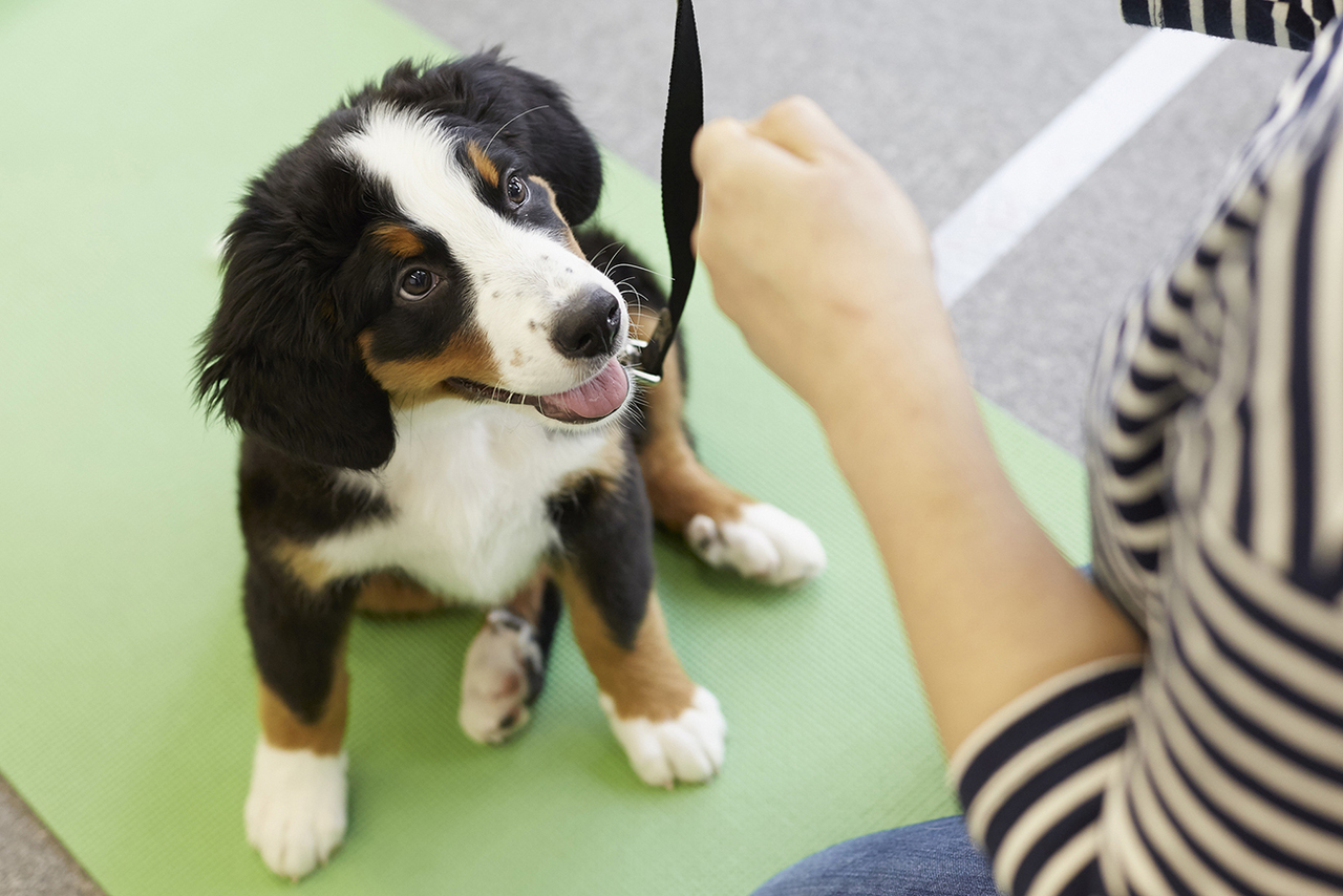 ワンちゃんの無料しつけ教室　アニコム×マツダ  STEP2