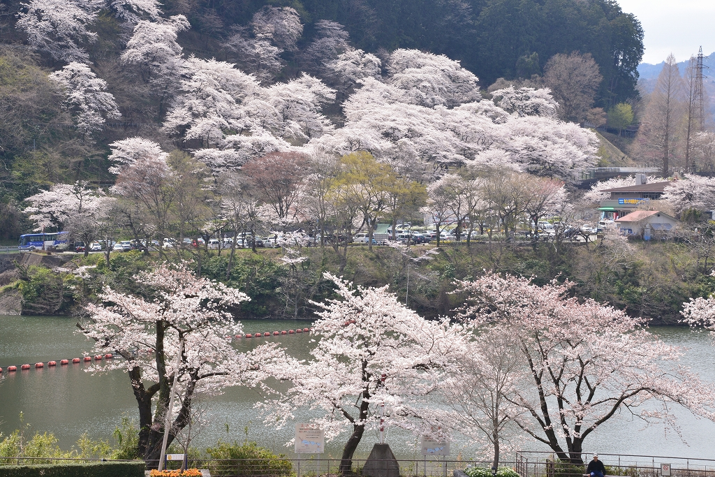 【女性予約】3月29日(日)カタクリの里・津久井湖畔ハイキング