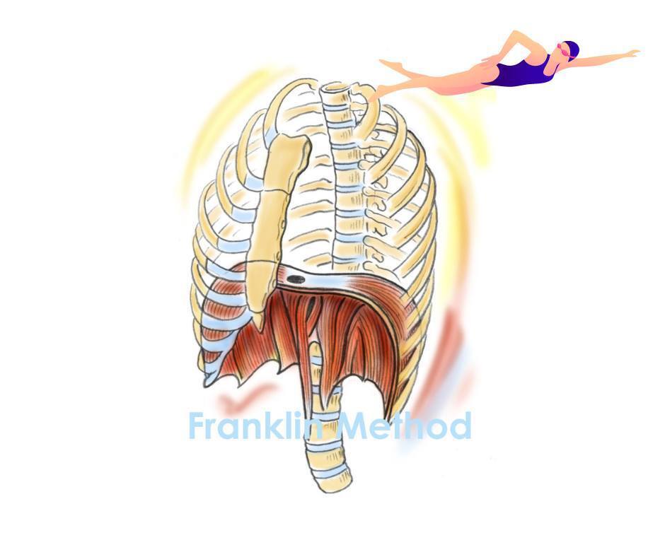 横隔膜~こころの元気もからだの強さもここから~