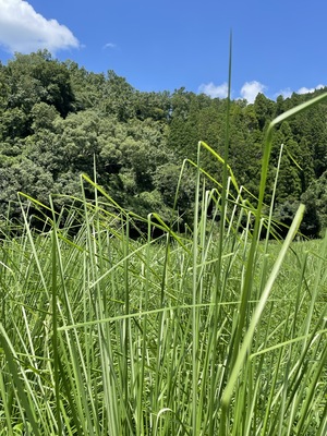 ベチバー畑散策　￥11.000ー       非売品ベチバーウォーターお土産・ランチ・.ベチバードリンク付き　