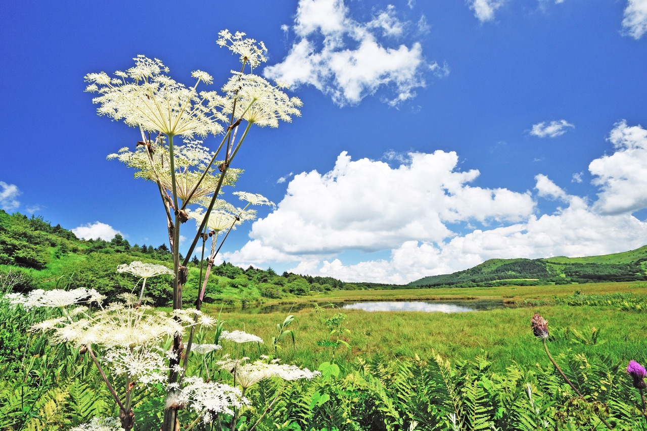 コース番号5211【下諏訪温泉 前泊】夏の霧ヶ峰を満喫♪八島湿原 と 車山ハイキング