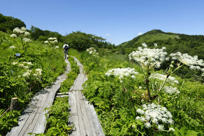 コース番号5211【下諏訪温泉 前泊】夏の霧ヶ峰を満喫♪八島湿原 と 車山ハイキング