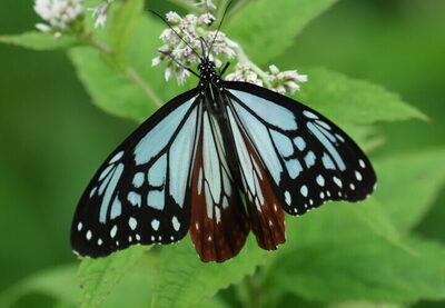 コース番号5211【下諏訪温泉 前泊】夏の霧ヶ峰を満喫♪八島湿原 と 車山ハイキング