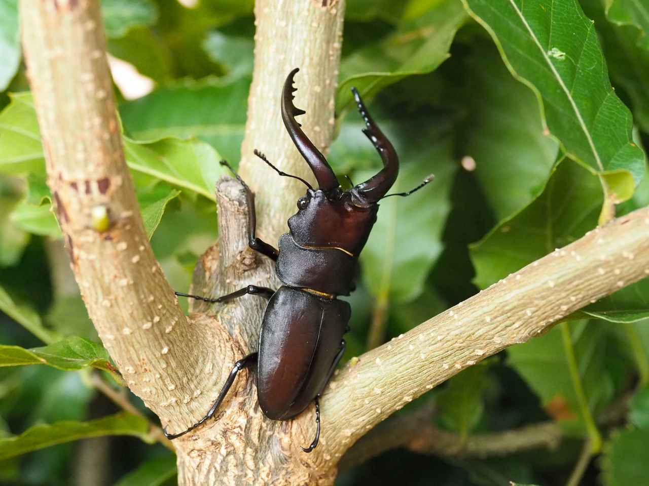 【鶴ヶ島市】クワガタをつかまえてみよう！クワガタキングダム｜2023年7月9日(日)