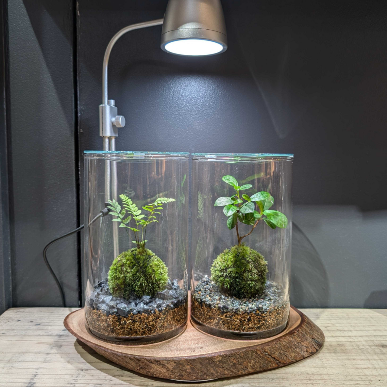 【 渋谷ヒカリエ】 手軽に育てられる苔玉テラリウム