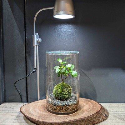 【 渋谷ヒカリエ】 手軽に育てられる苔玉テラリウム