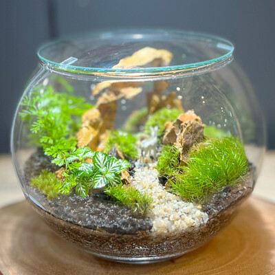 巨大テラリウム　縦型 thumb_d22a0907.JPG