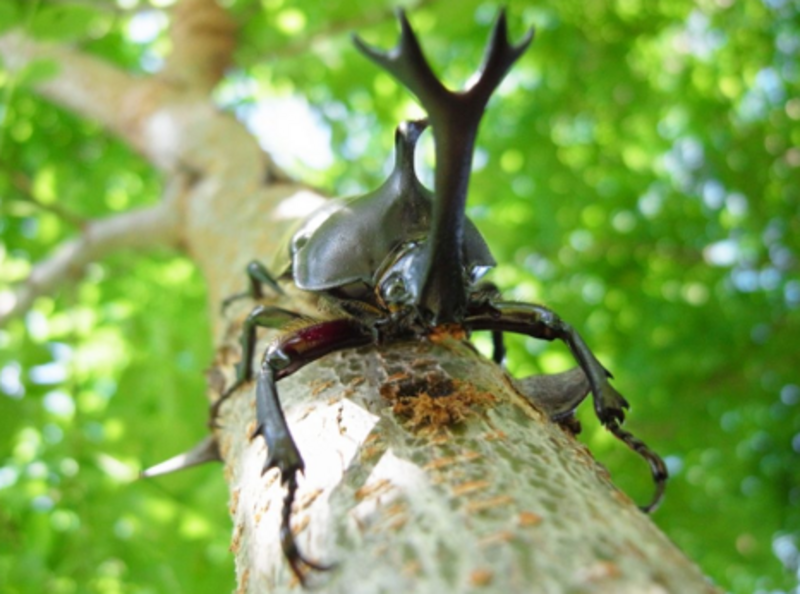 【世田谷】カブトムシキャッチ｜2024年7月14日(日)