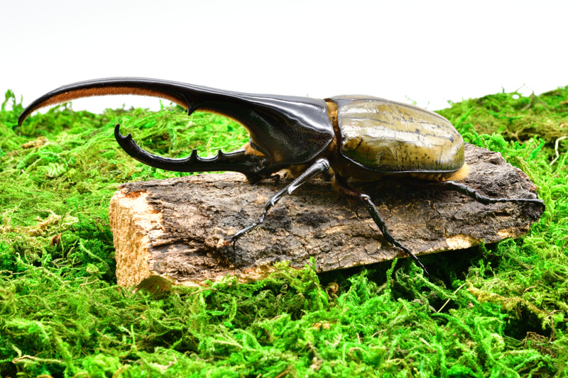 カブトムシ 世田谷】カブトムシキングダム|2025年7月21日(月祝)