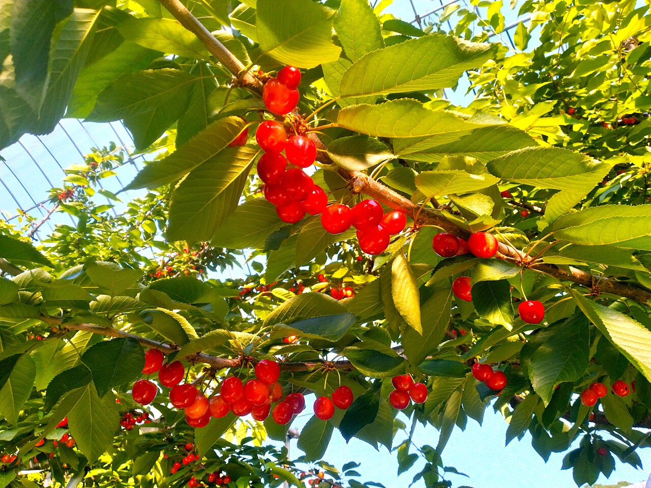雨よけハウスさくらんぼ狩り