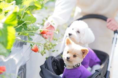 🚌EVバスで行く！いちご狩りツアー (愛犬同伴可🐶)　1月～3月