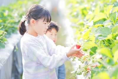 🚌EVバスで行く！いちご狩りツアー (愛犬同伴可🐶)　1月～3月