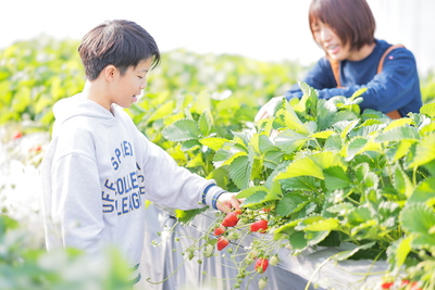 🚌EVバスで行く！いちご狩りツアー (愛犬同伴可🐶)　1月～3月
