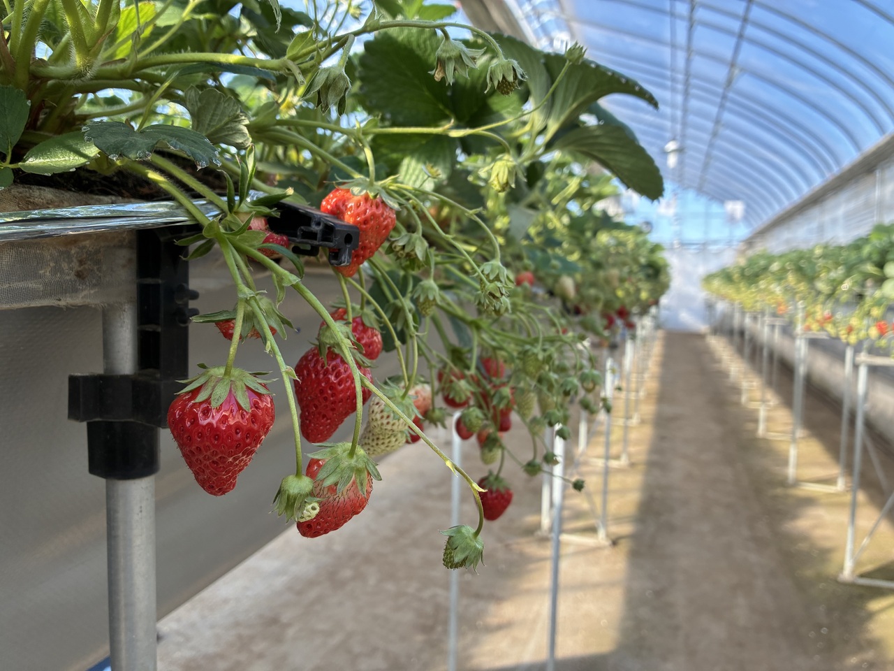 イチゴの摘み取り