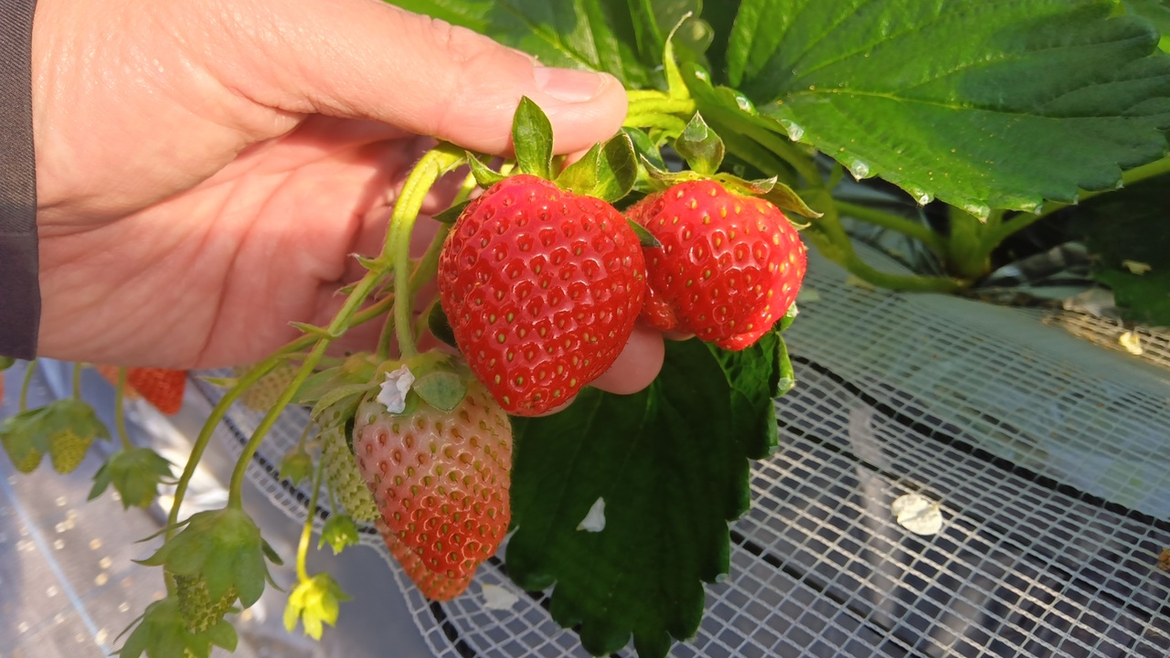 いちご狩り（直行）